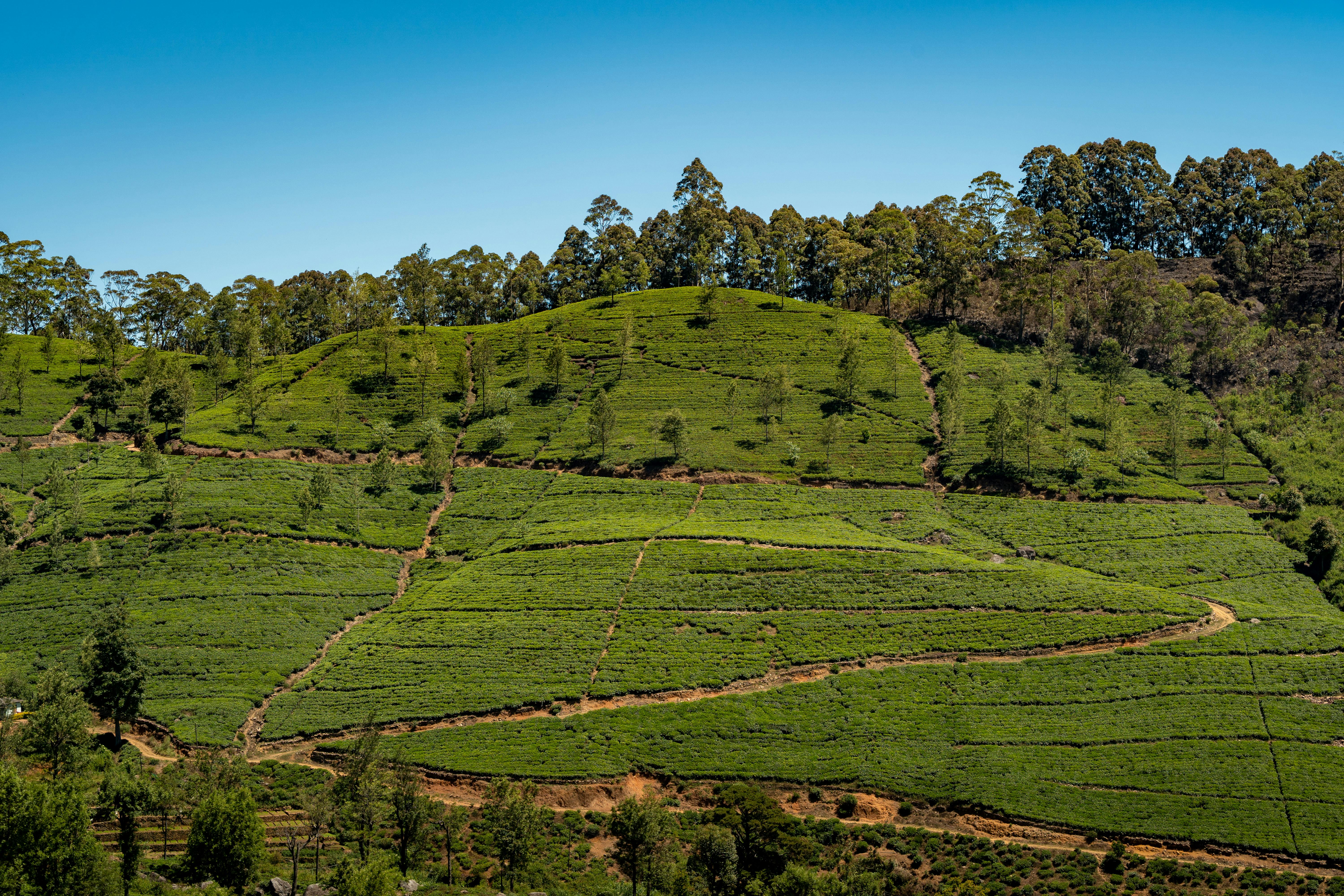 Why Hiring a Local Driver Is Key to Understanding Sri Lankan Tea Culture