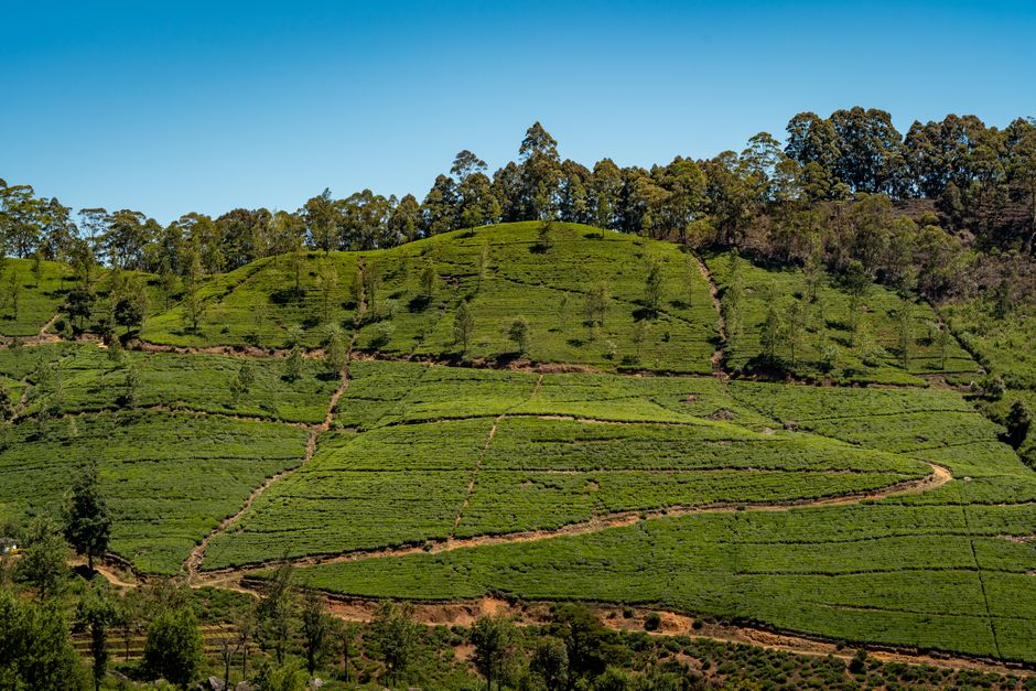 Plantation de thé verte luxuriante des hauts plateaux du Sri Lanka sous un ciel bleu