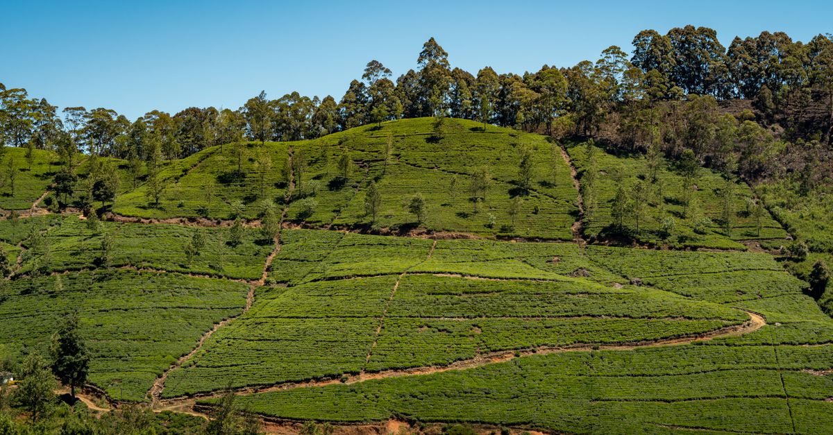 Tea bushes covering the hillsides of Sri Lankas hill country