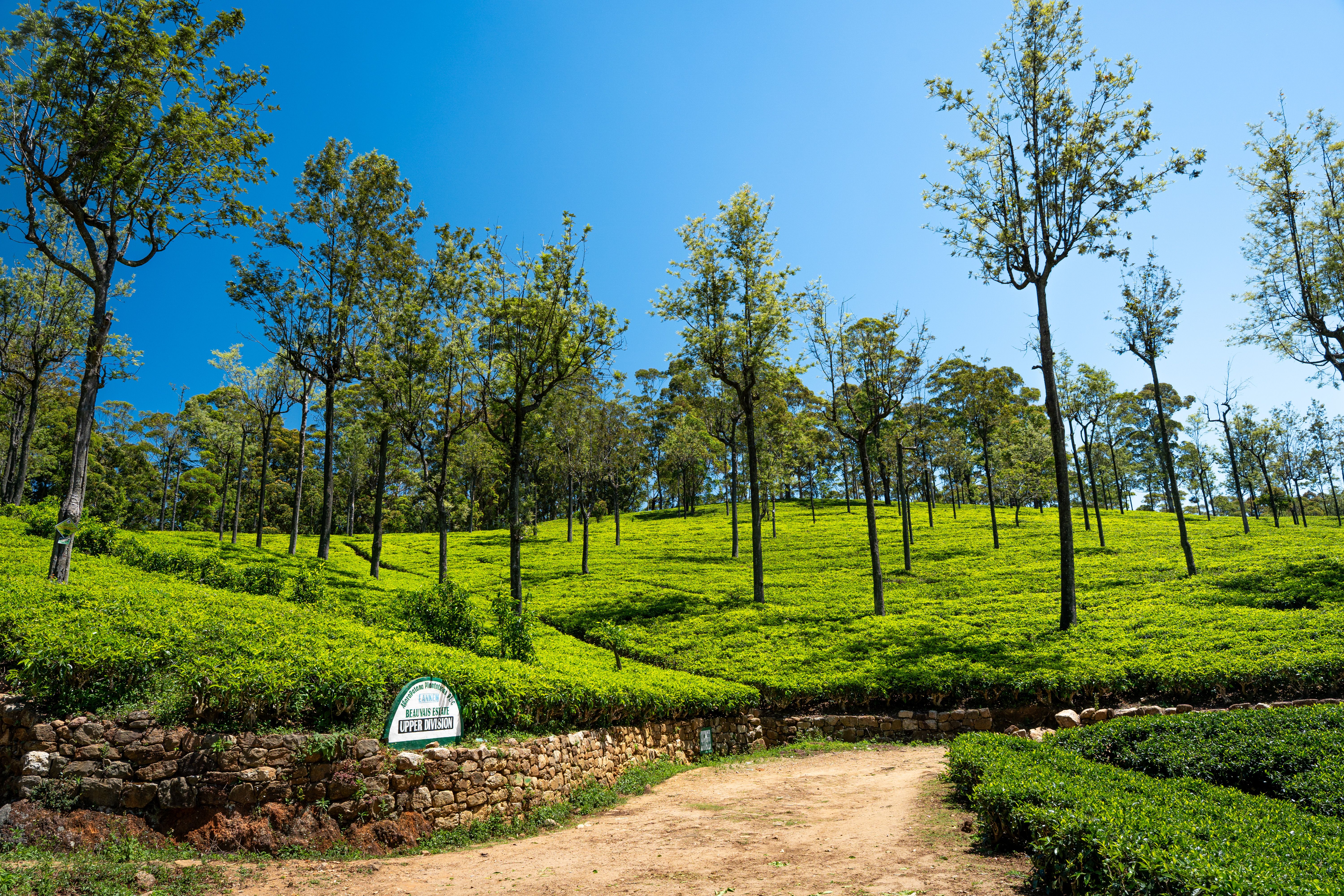 Best Tea Plantations to Visit in Sri Lanka: A Visitor's Guide