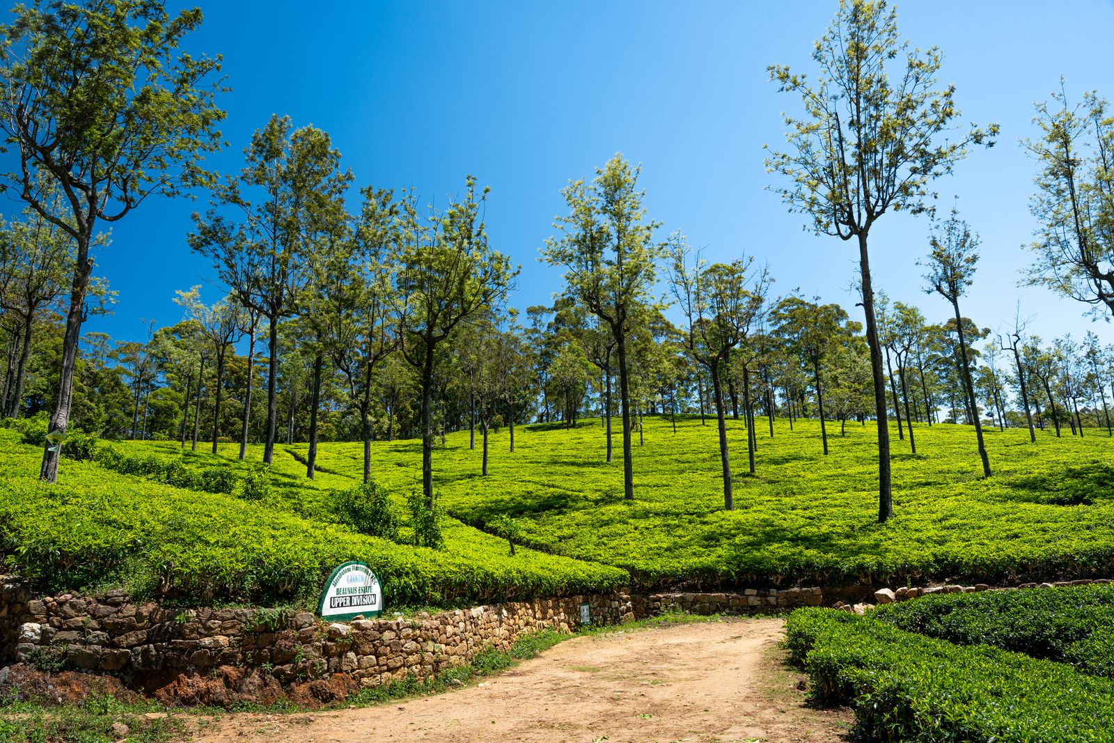 Tea country in Sri Lanka