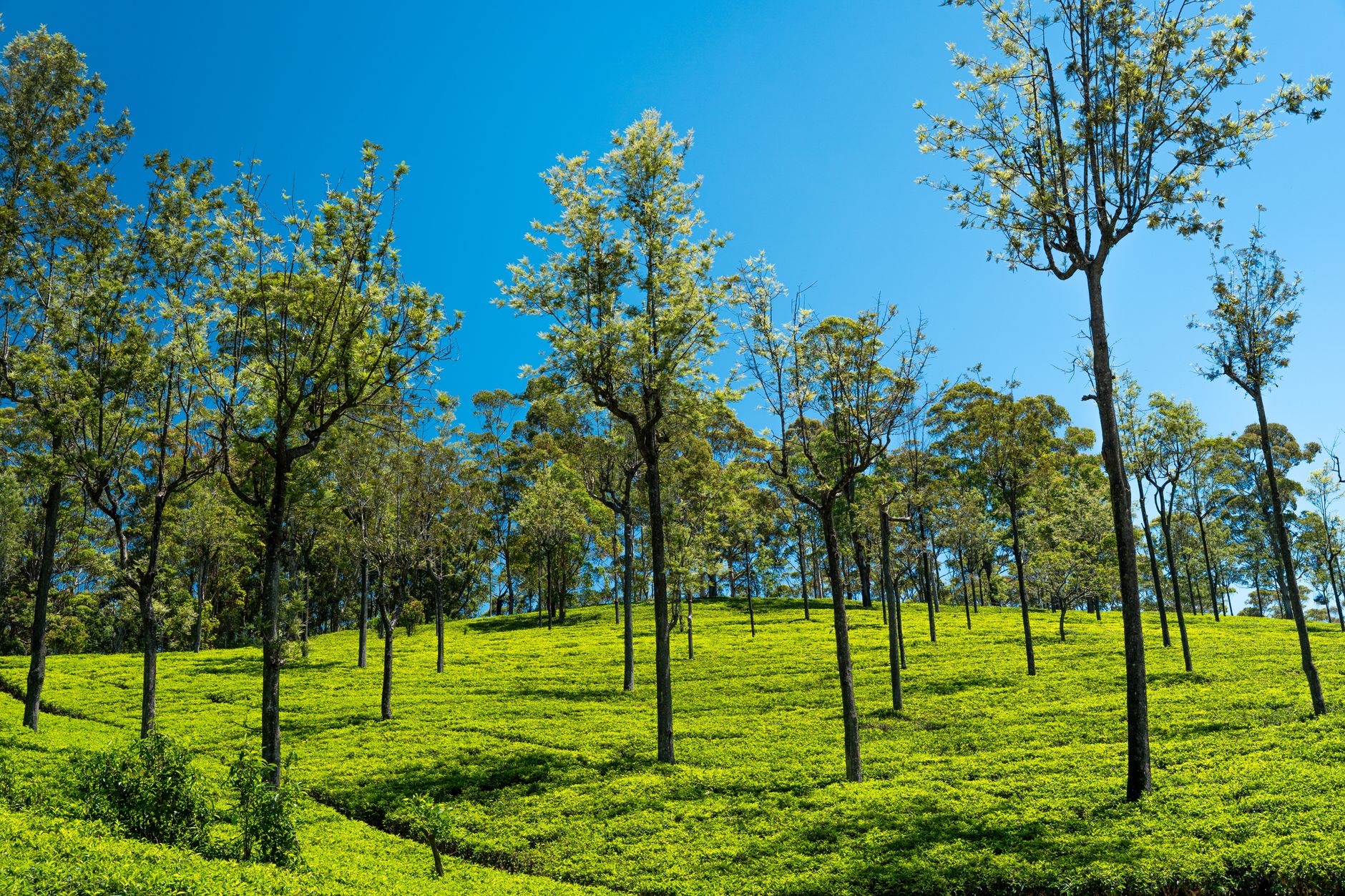 Best Tea Plantation to Visit in Sri Lanka