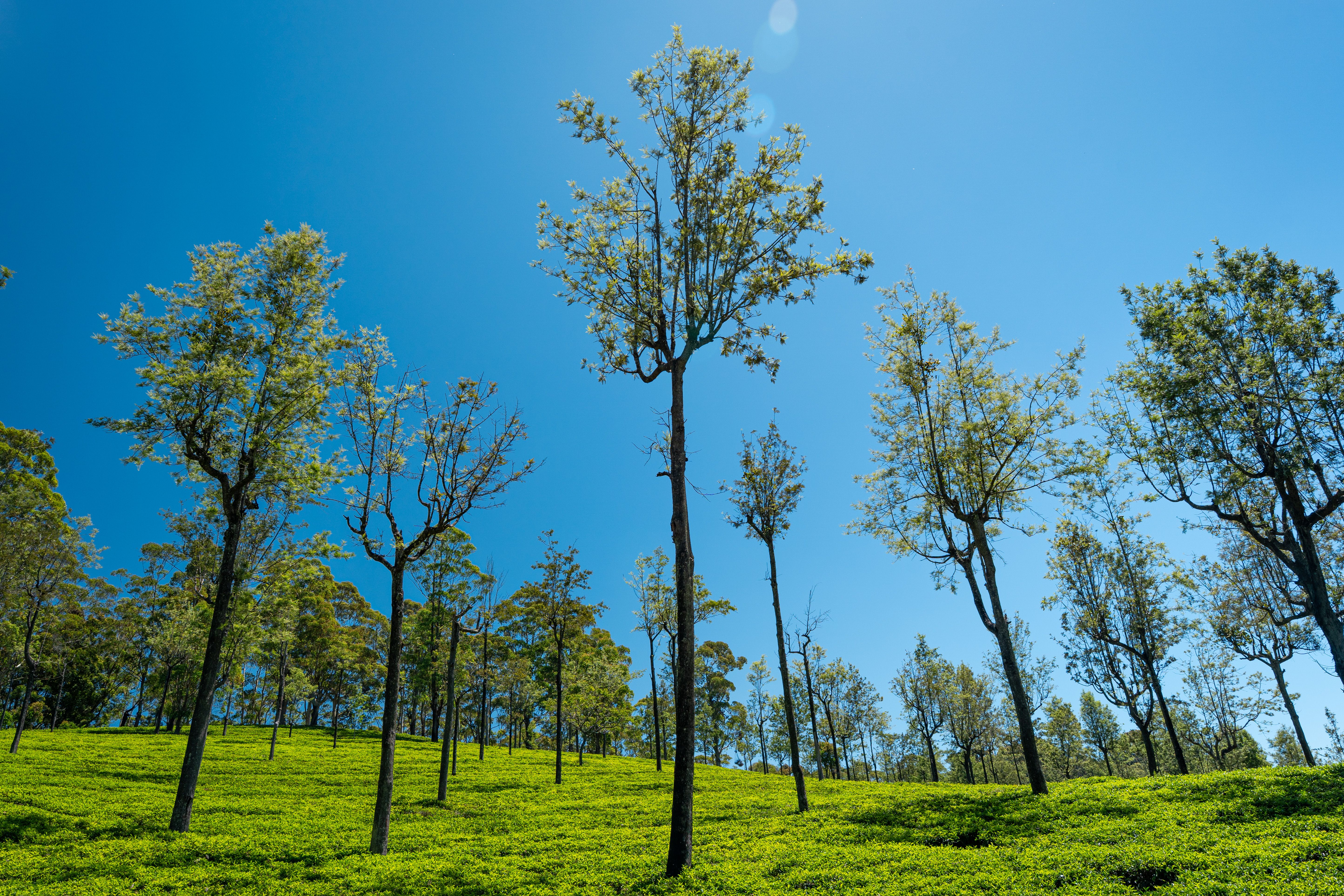 Negombo Drive Rentals car rental in Negombo