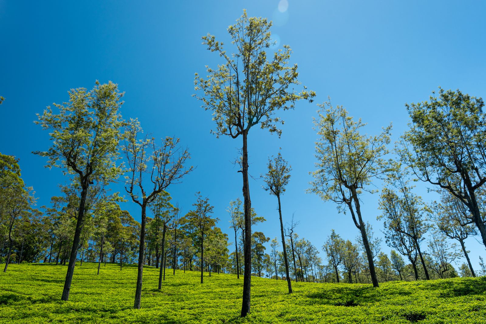 Plantaciones de té en las tierras altas de Sri Lanka