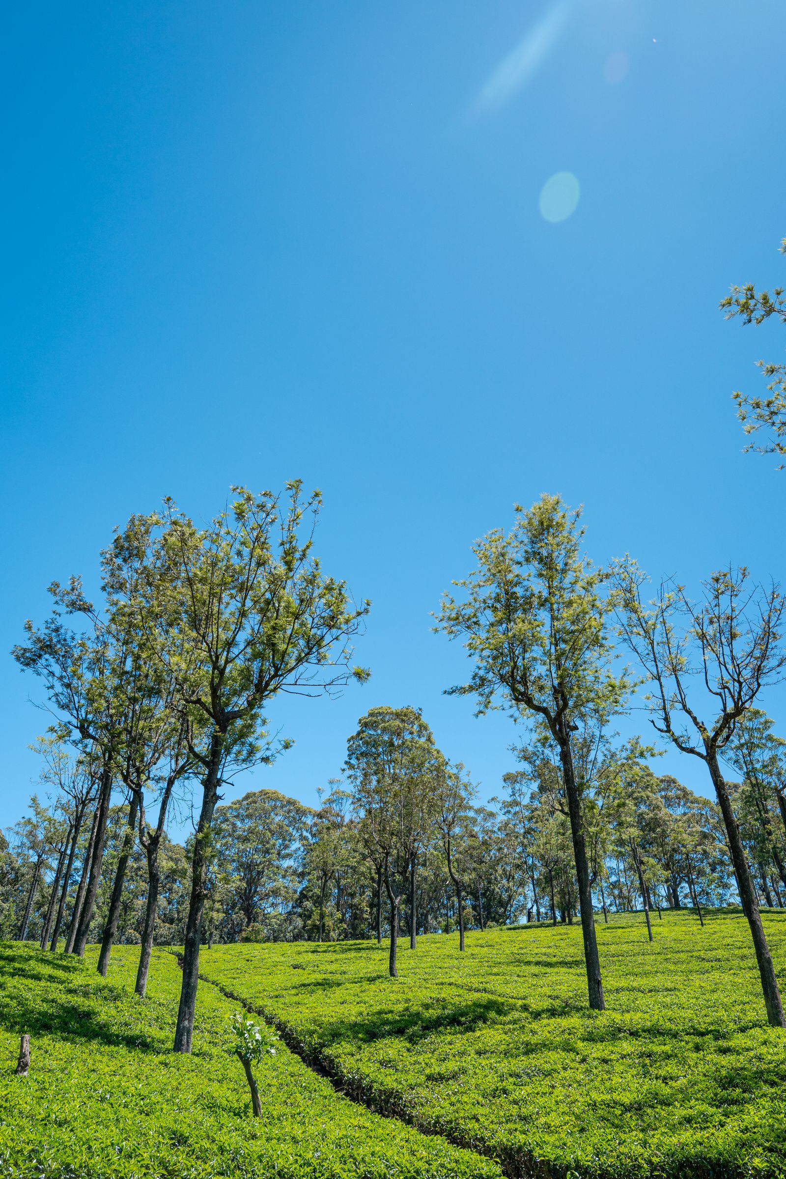 Neat rows of tea bushes and tall shade trees under a blue sky in Sri Lanka's hill country