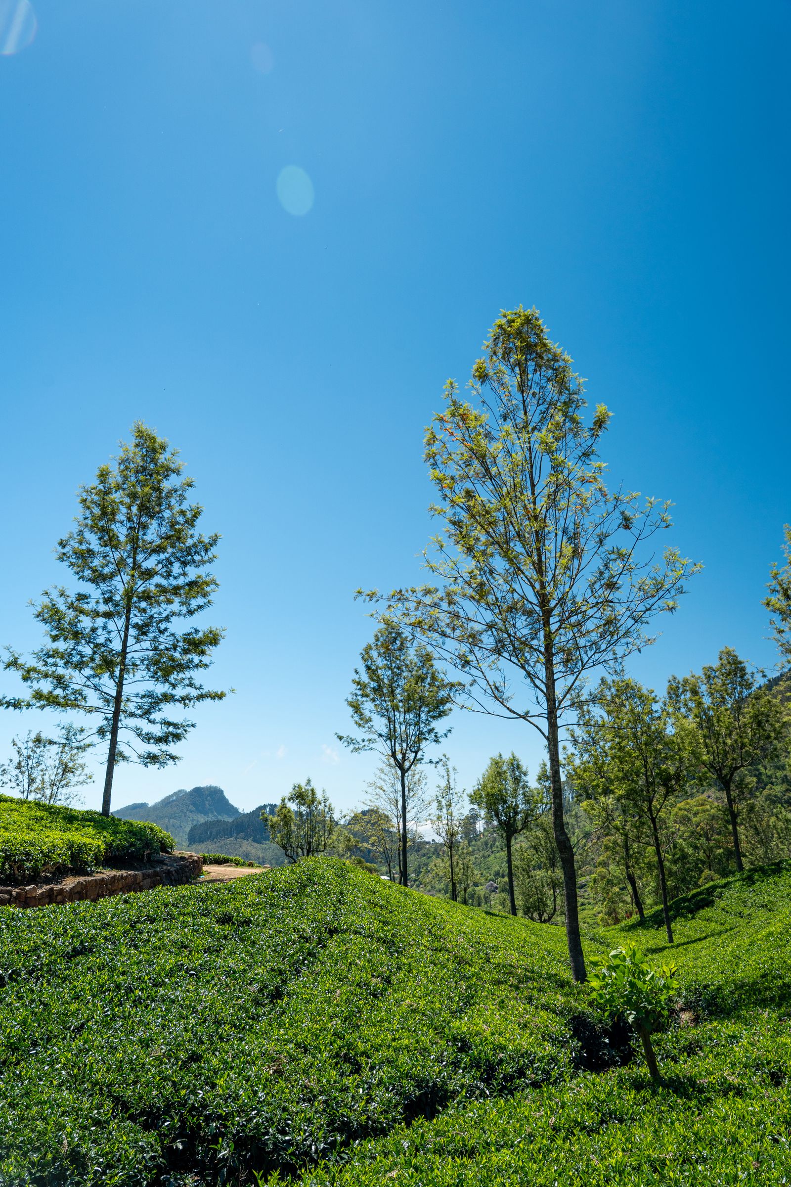 Tea Country & Ella