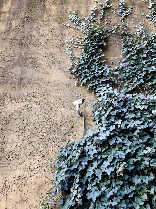 Clinging Plant on Brown Wall with White Camera