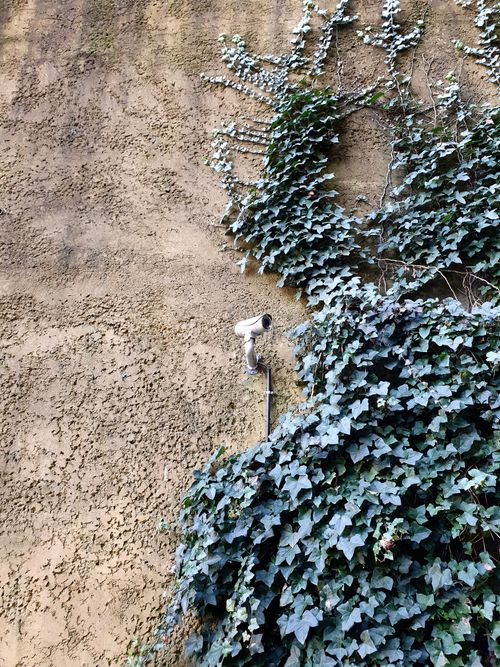 Free Outdoor security camera mounted on a vine-covered concrete wall. Stock Photo