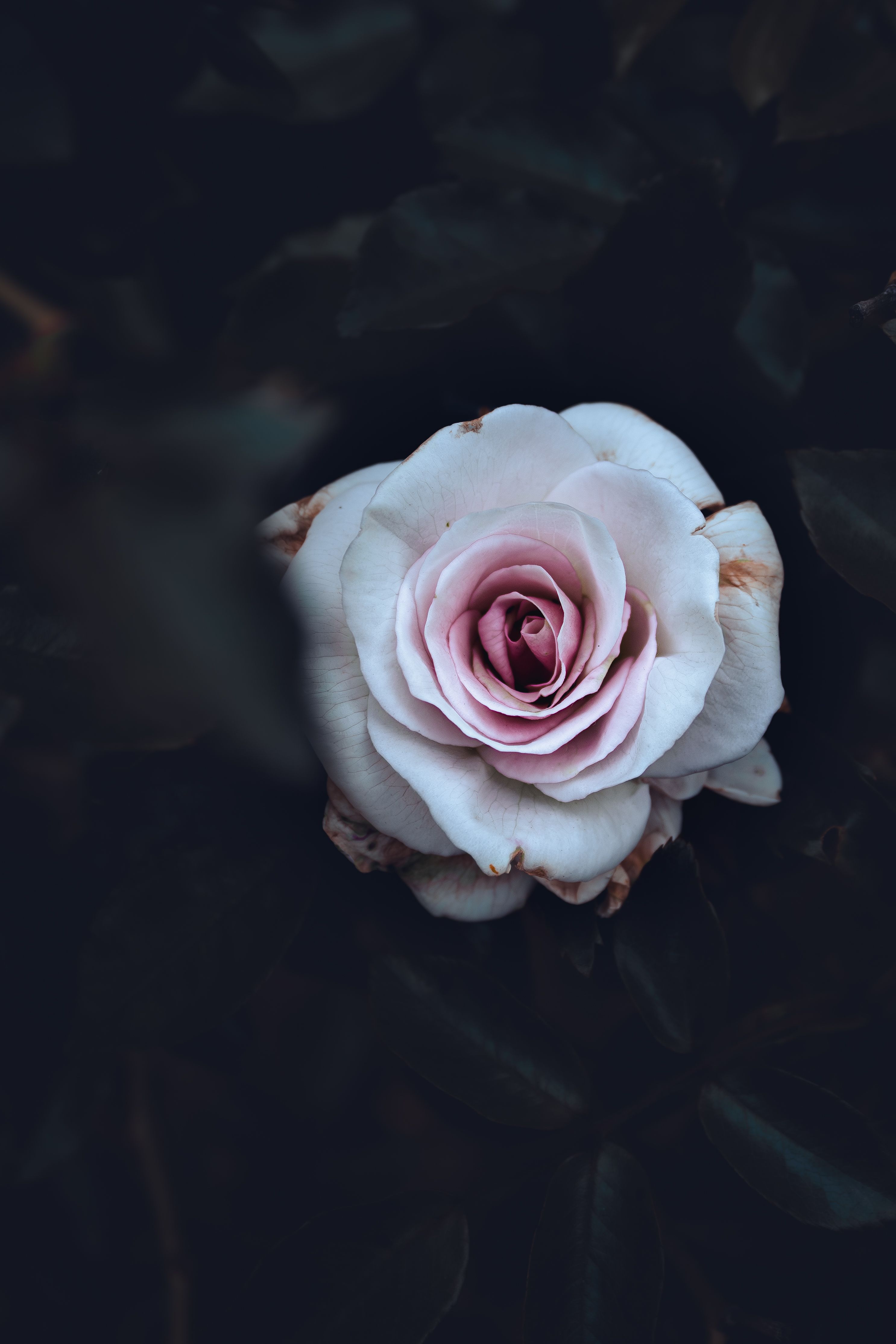 A beautiful pink rose centered amidst dark leaves, offering a stunning contrast and soft allure.