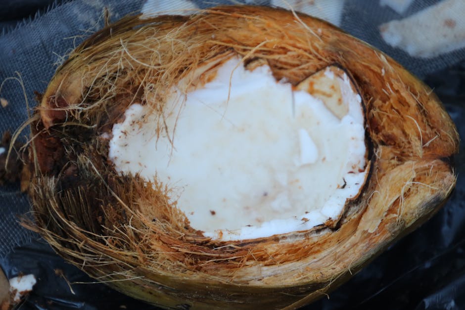 Free stock photo of coconut, coconut tre, eat