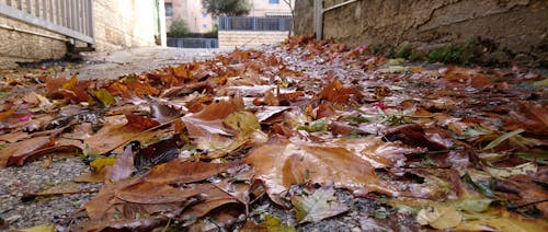 Free stock photo of autumn, autumn leaves, dried leaves