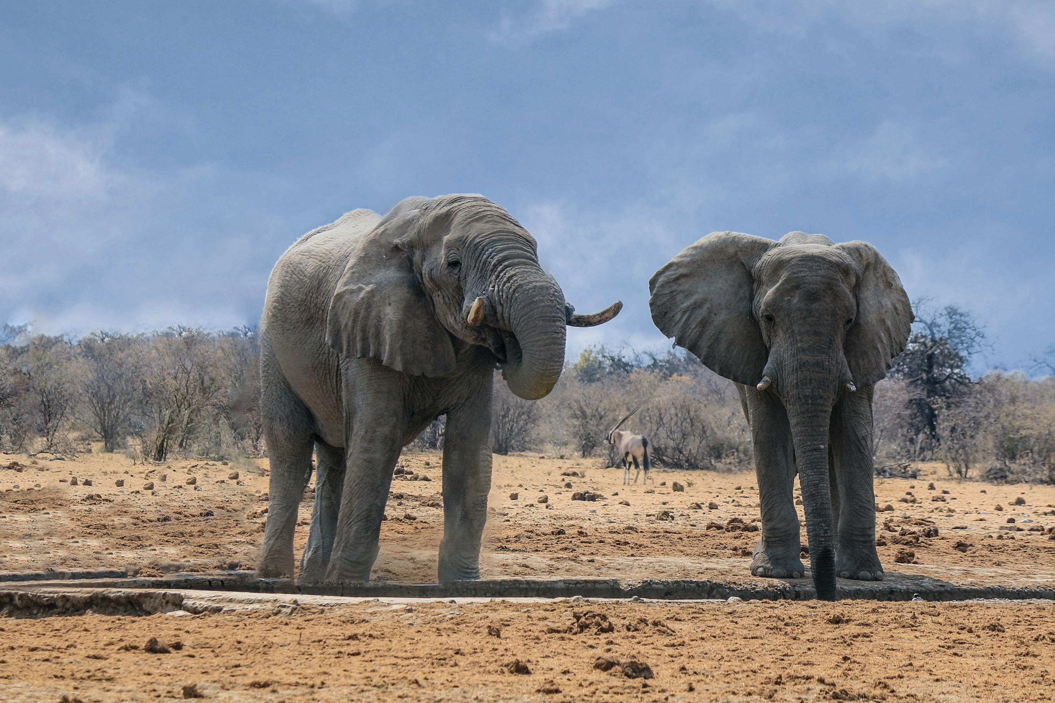 two gray elephant on brown sand