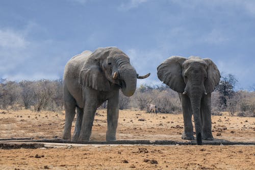 Twee Grijze Olifant Op Bruin Zand