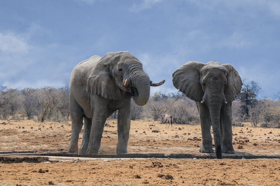 Is elephant ivory legal?