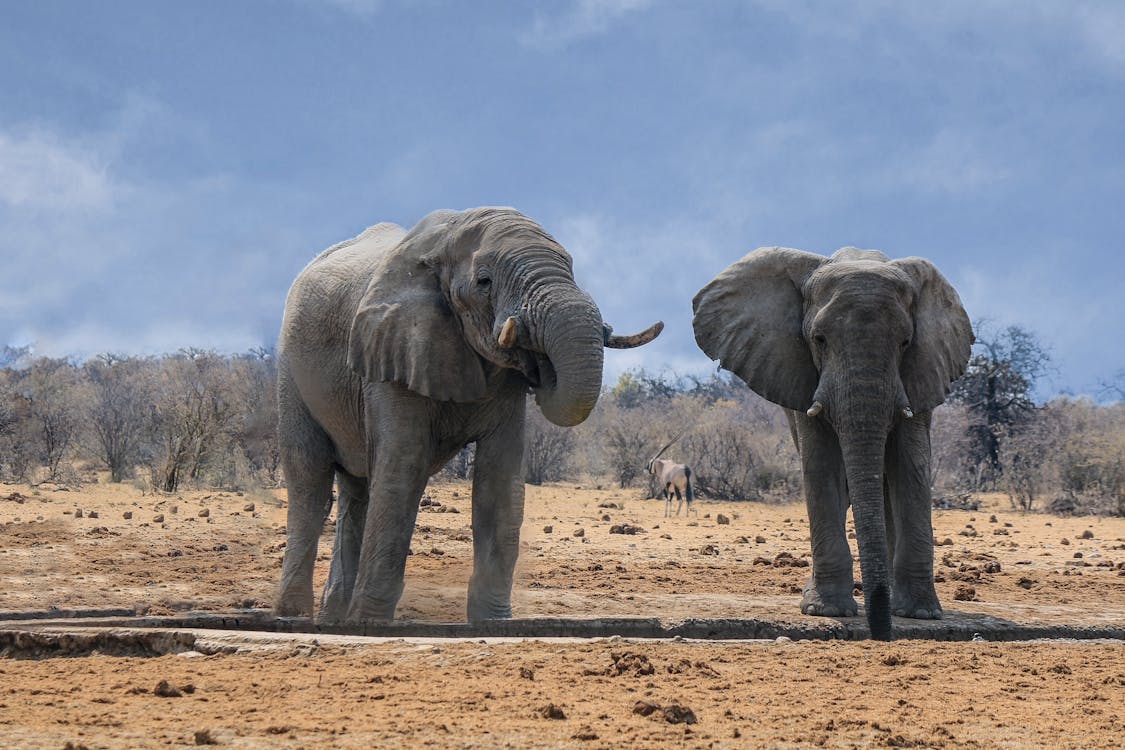 elephants - heaviest land animals in the world