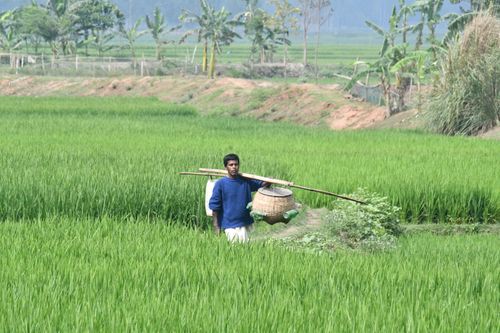 Free South Asian farmer carrying tools through a vibrant green rice field in Bangladesh. Stock Photo