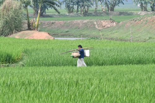 Free A farmer traverses a lush, green rice field in Rangpur, Bangladesh carrying farming tools. Stock Photo