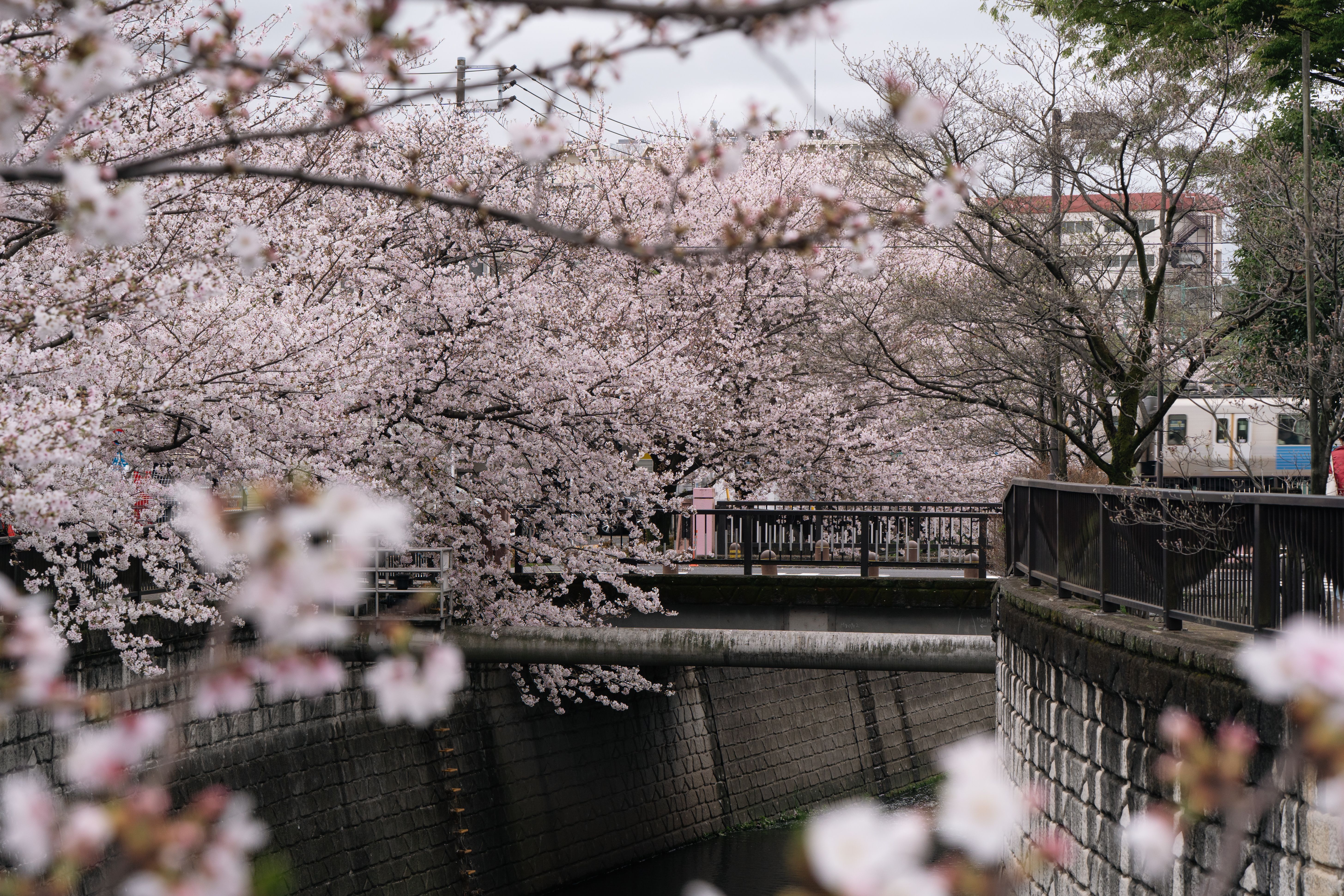 Timing the JR Pass Around Cherry Blossom Season