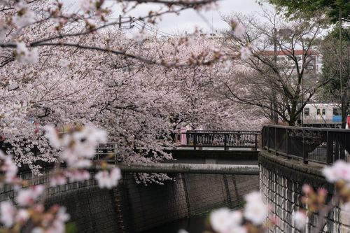 Free Beautiful cherry blossoms in full bloom along a canal in Tokyo, Japan during spring. Stock Photo
