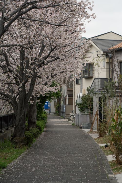Free Tranquil Tokyo suburb street with cherry blossoms in full bloom lining the pathway. Stock Photo