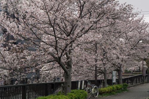 Free Serene cherry blossom trees bloom along a quiet Tokyo street, offering a picturesque spring scene. Stock Photo