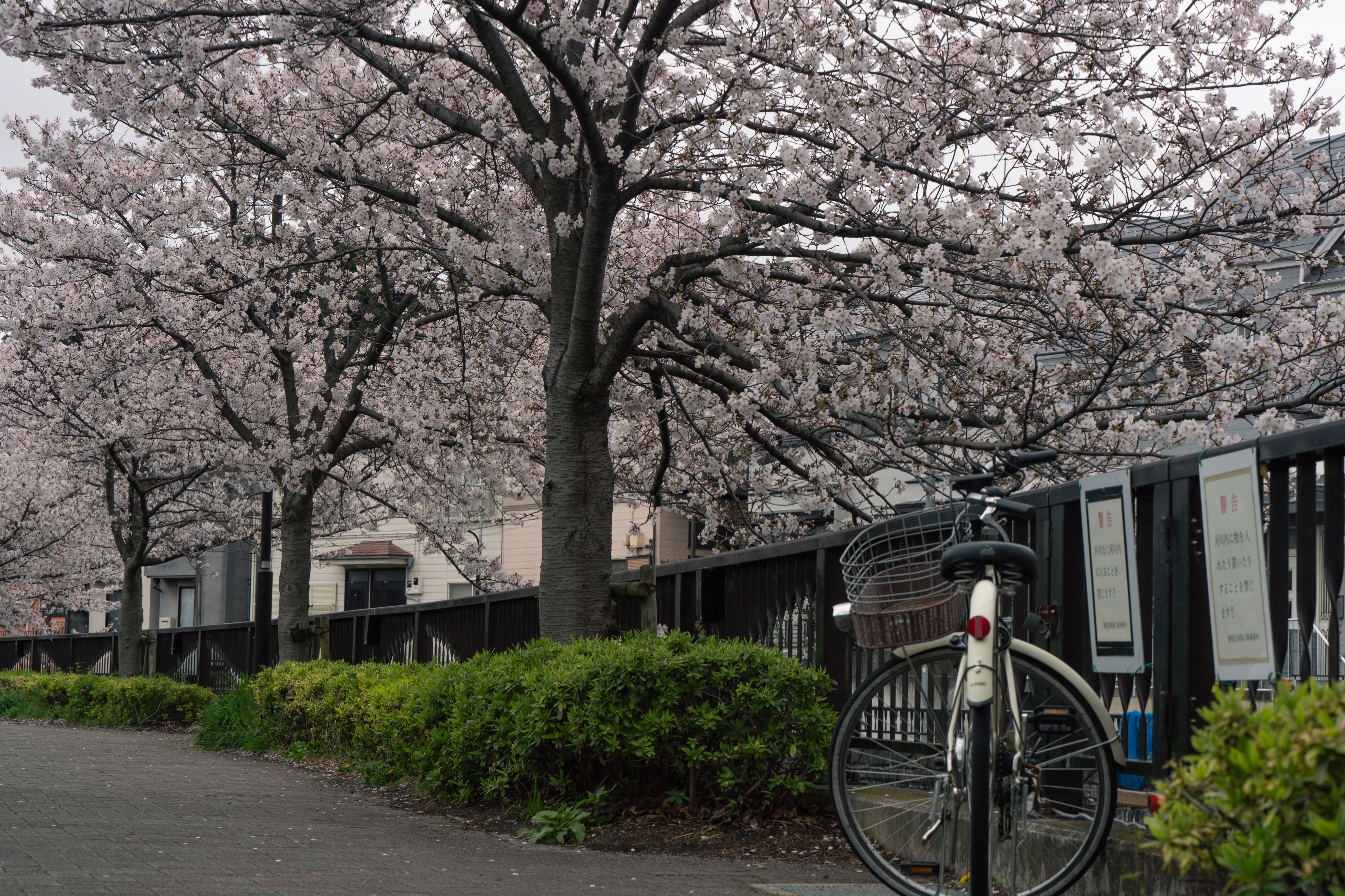 The Complete Hanami Guide: 20 Practices for Living in the Presence of Impermanence