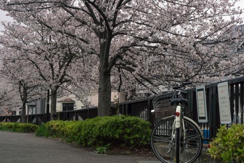 Free Bicycle parked along a street lined with cherry blossoms in full bloom in Tokyo, Japan. Stock Photo