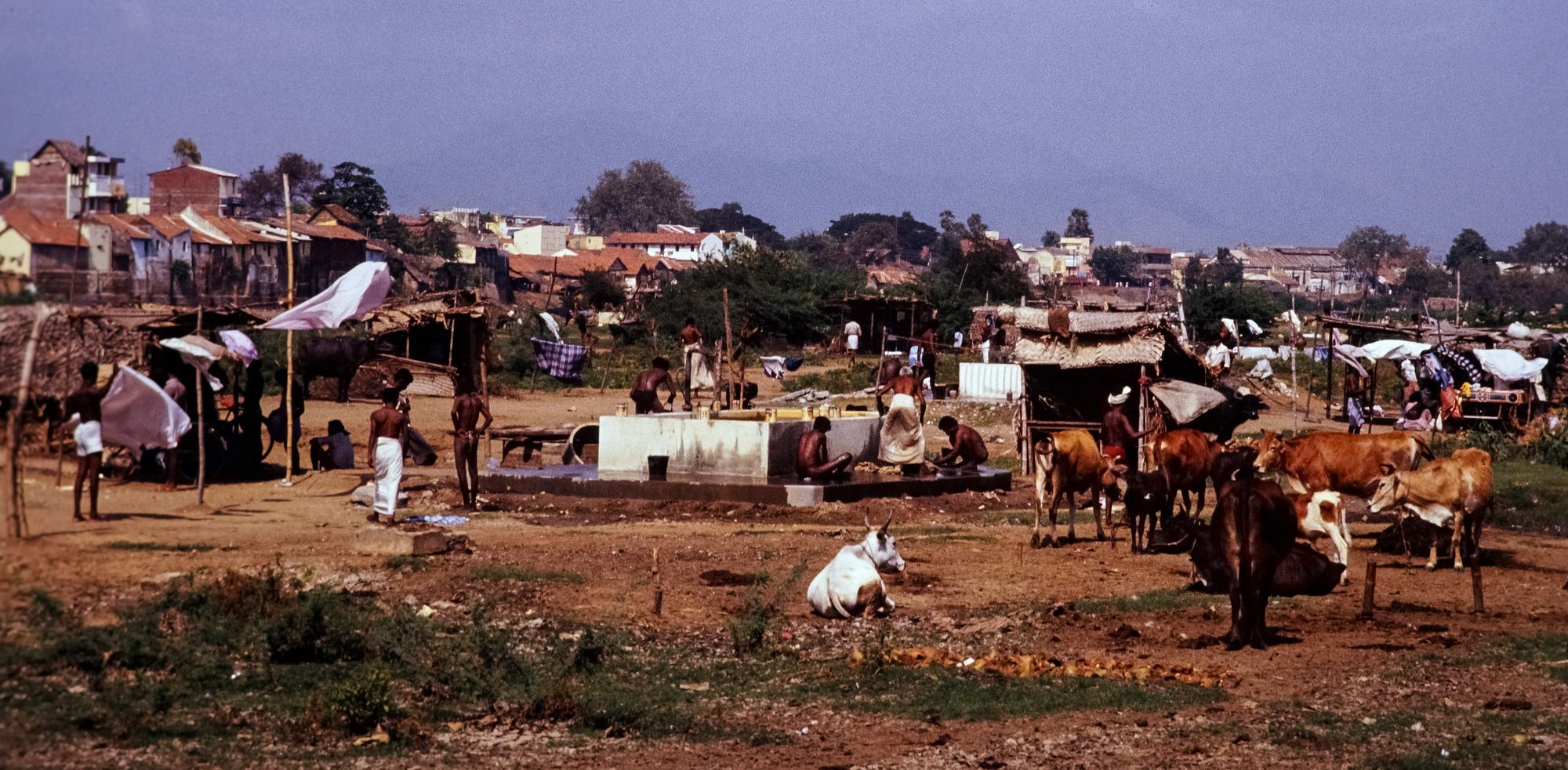 A village scene with cattle grazing and villagers going about their day