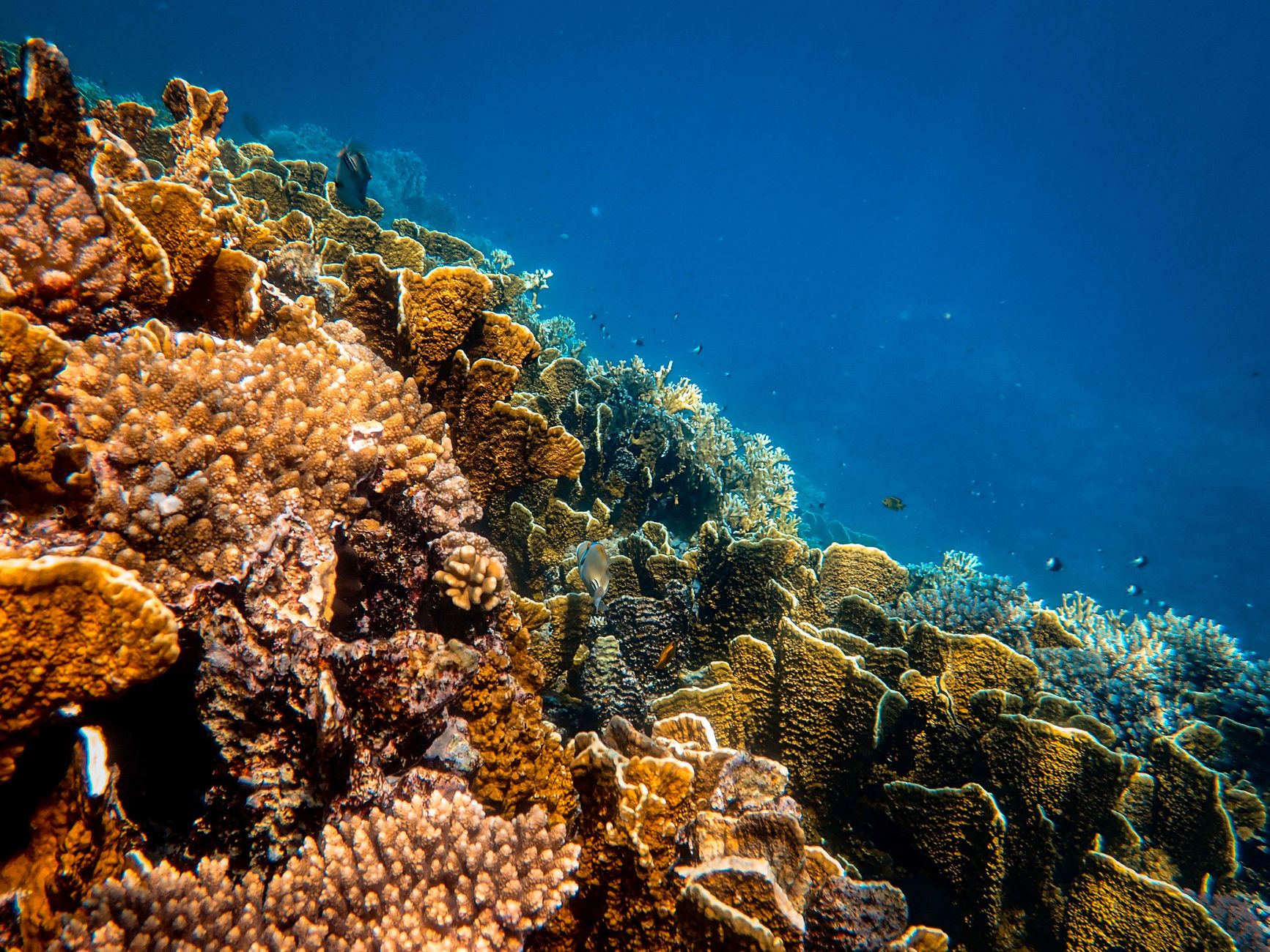 Aqaba Marine Reserve Joins UNESCO World Heritage List