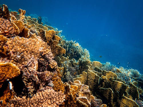 Why Coral Reefs React to Seasonal Ocean Temperature Shifts