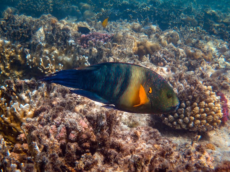 Photo Of Fish Near Corals