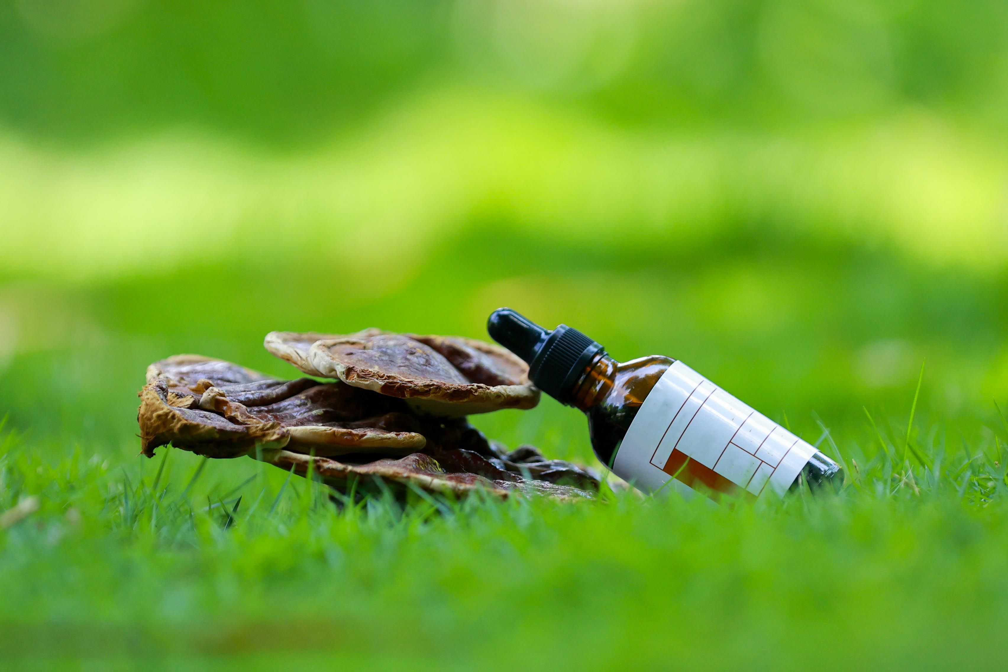Reishi mushrooms next to a herbal tincture dropper bottle for sleep support
