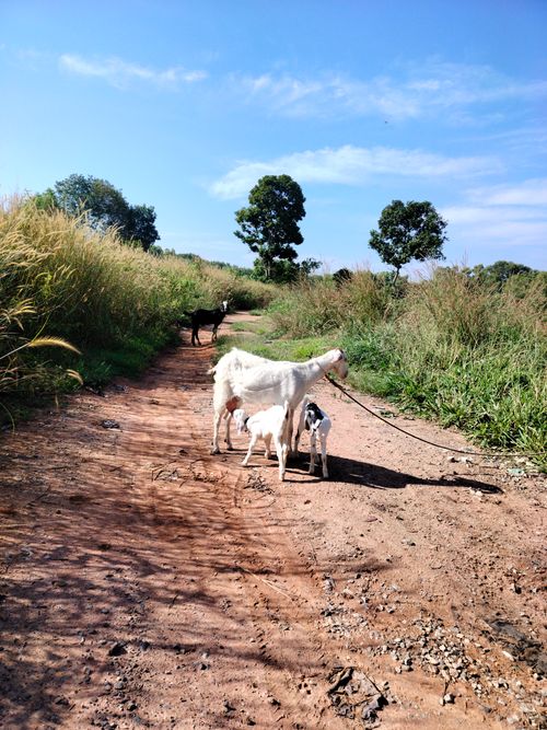 Free A group of goats standing on a dirt path surrounded by greenery on a sunny day. Stock Photo