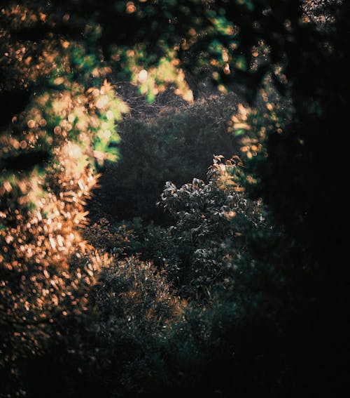 Free stock photo of adobe photoshop, forest, hd wallpapers