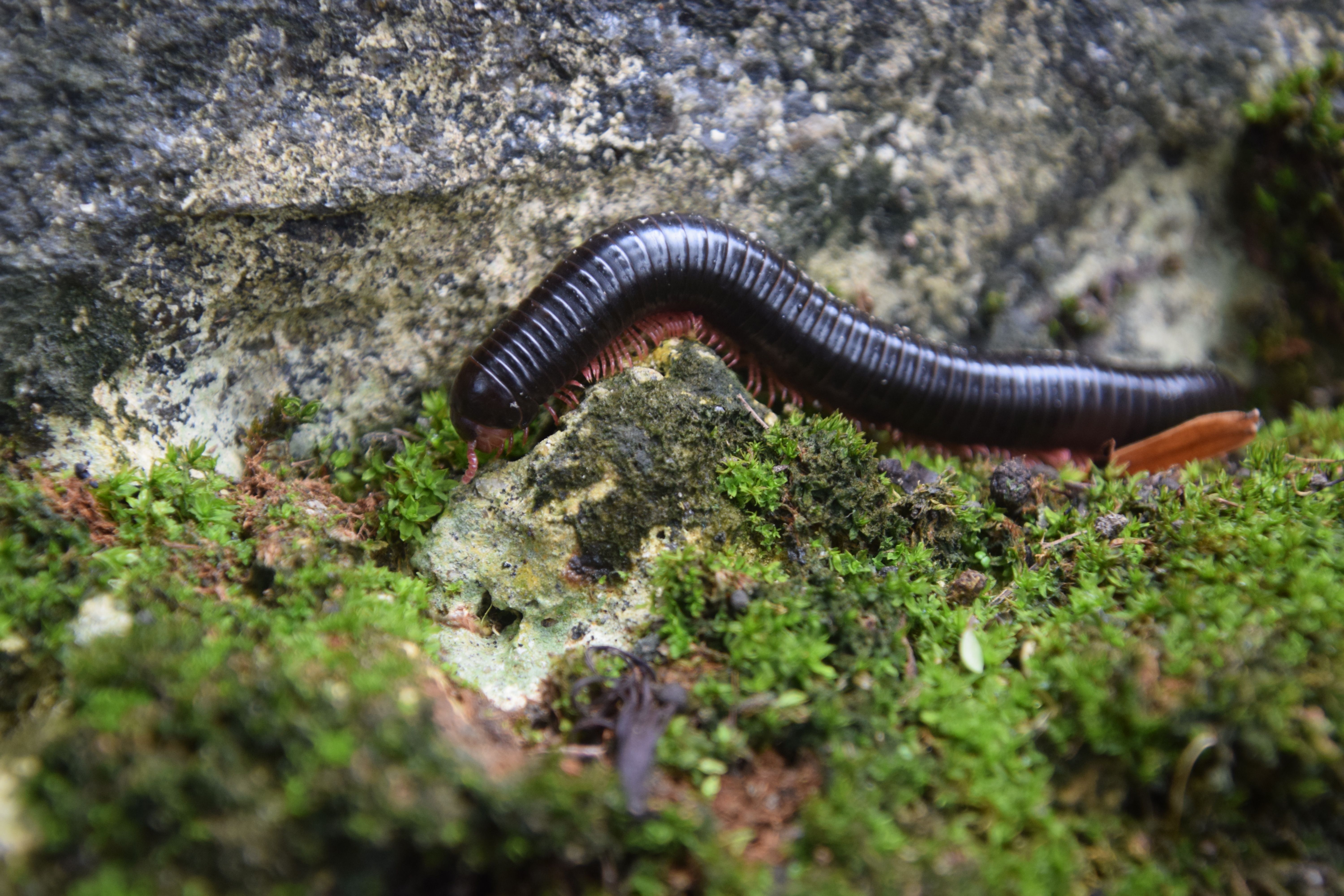 Close-up view of a millipede crawling over a moss-covered rock in a natural setting.