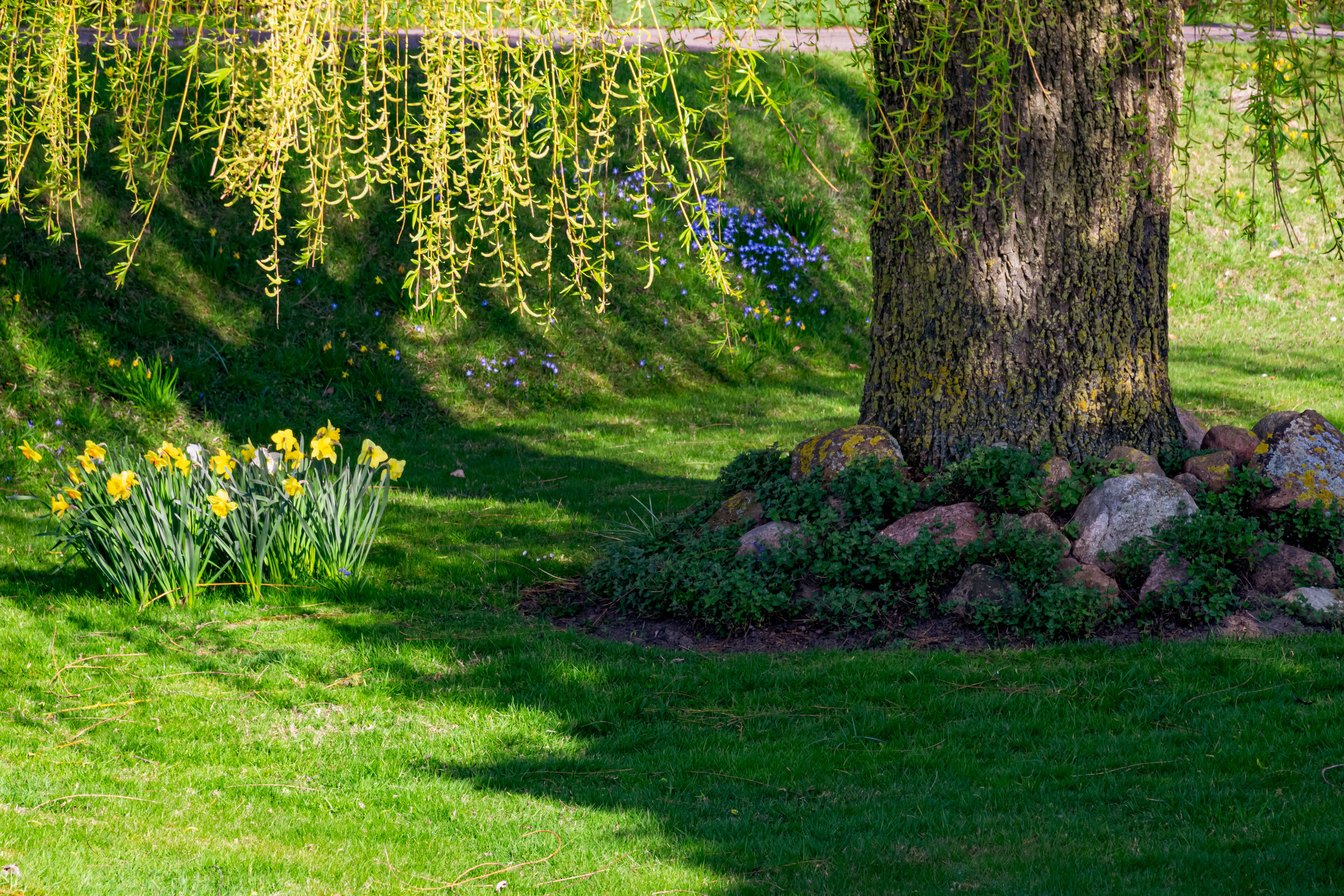 Willow Tree Flower Garden Photos, Download The BEST Free Willow Tree ...