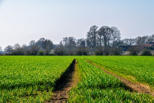 Free Vibrant green field in Coesfeld, Germany with a clear blue sky. Stock Photo