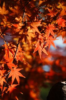 Close-up of vivid orange and red maple leaves in autumn sunlight, capturing the essence of fall.