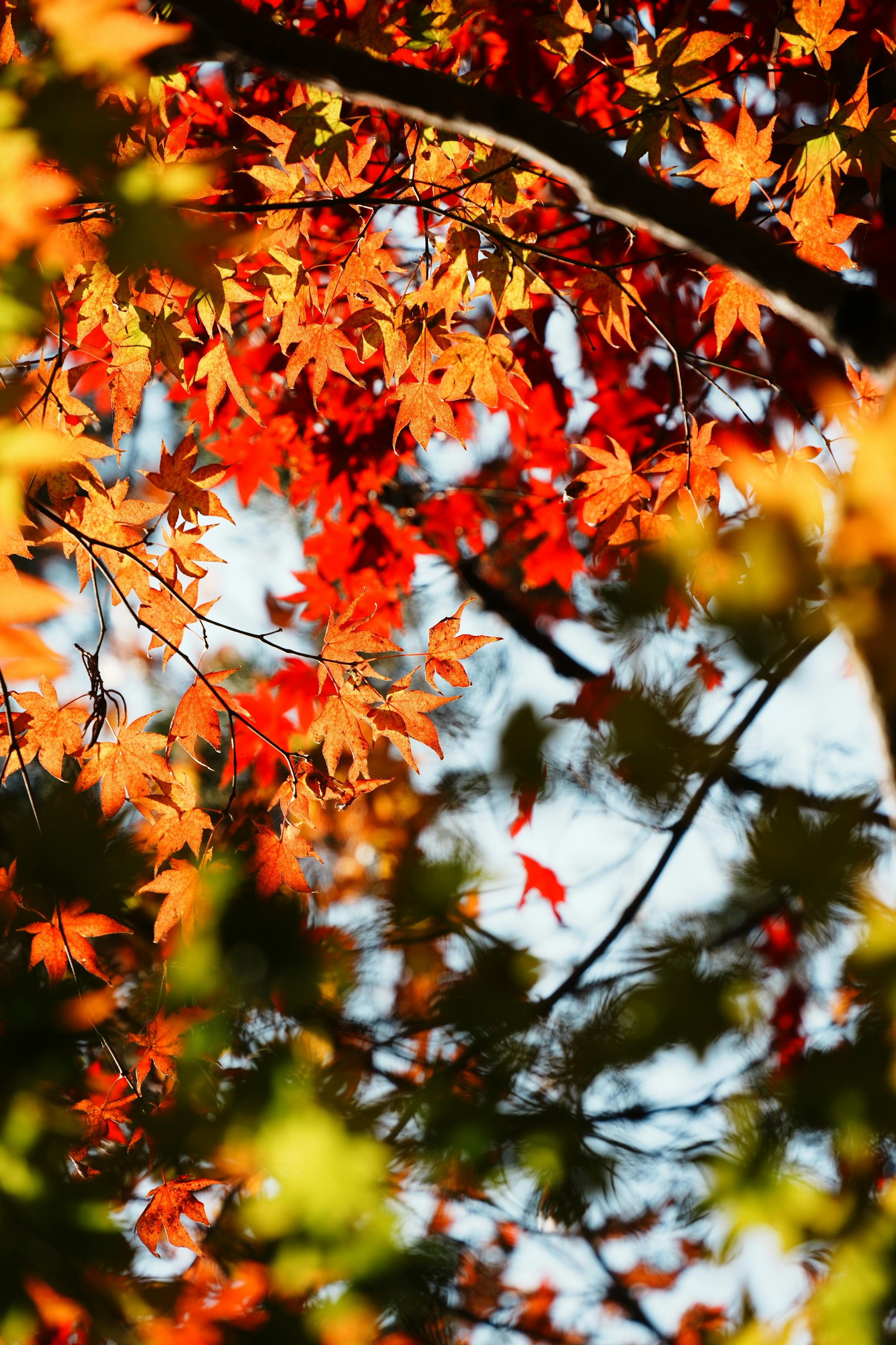 免費 陽光下，明亮的橙紅色秋葉，展現出秋天的氣息。 圖庫相片