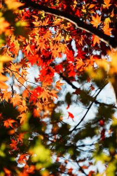 Bright orange and red autumn leaves in sunlight, showcasing the essence of fall.