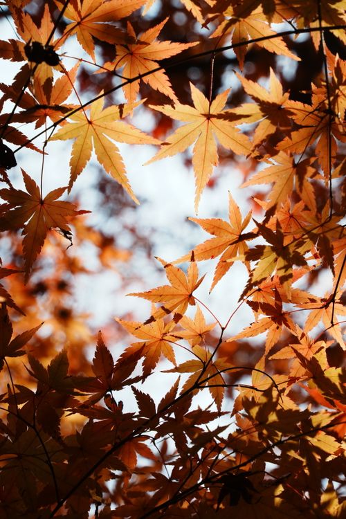 Maple Tree Insunlight Autumn Maple Leaves in Sunlight · Free Stock Photo