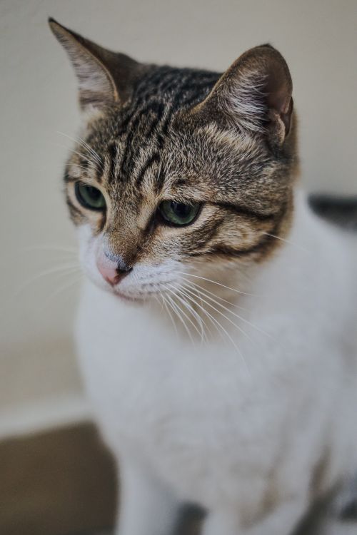 Free Close-up of a calm domestic cat with tabby markings indoors in Qatar. Stock Photo