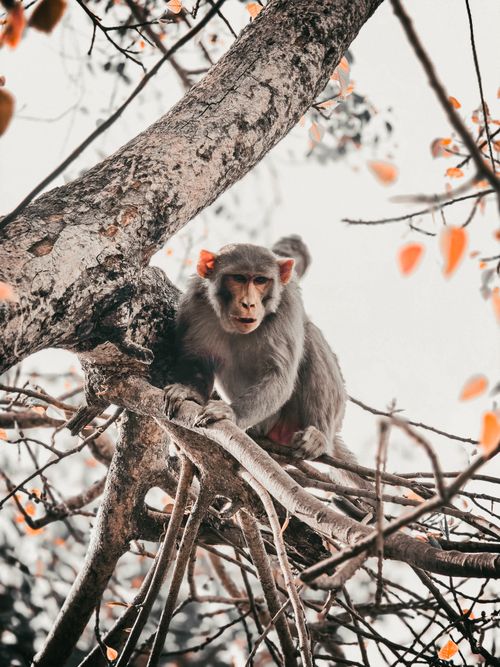 Free A rhesus macaque perched in a tree surrounded by autumn leaves, displaying natural behavior. Stock Photo