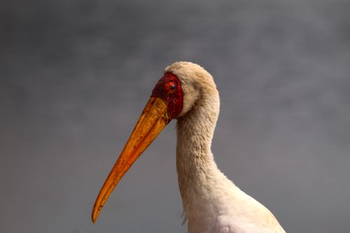 Free Close-up portrait of a yellow-billed stork with vivid coloring against a neutral background. Stock Photo