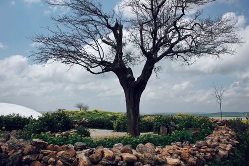 Free A solitary tree stands amidst rocky terrain under a cloudy sky in Şanlıurfa, Türkiye's scenic countryside. Stock Photo