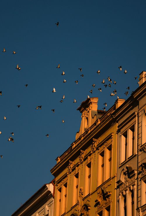 Free Historic building under a sky filled with birds at dusk, capturing elegance and freedom in urban setting. Stock Photo