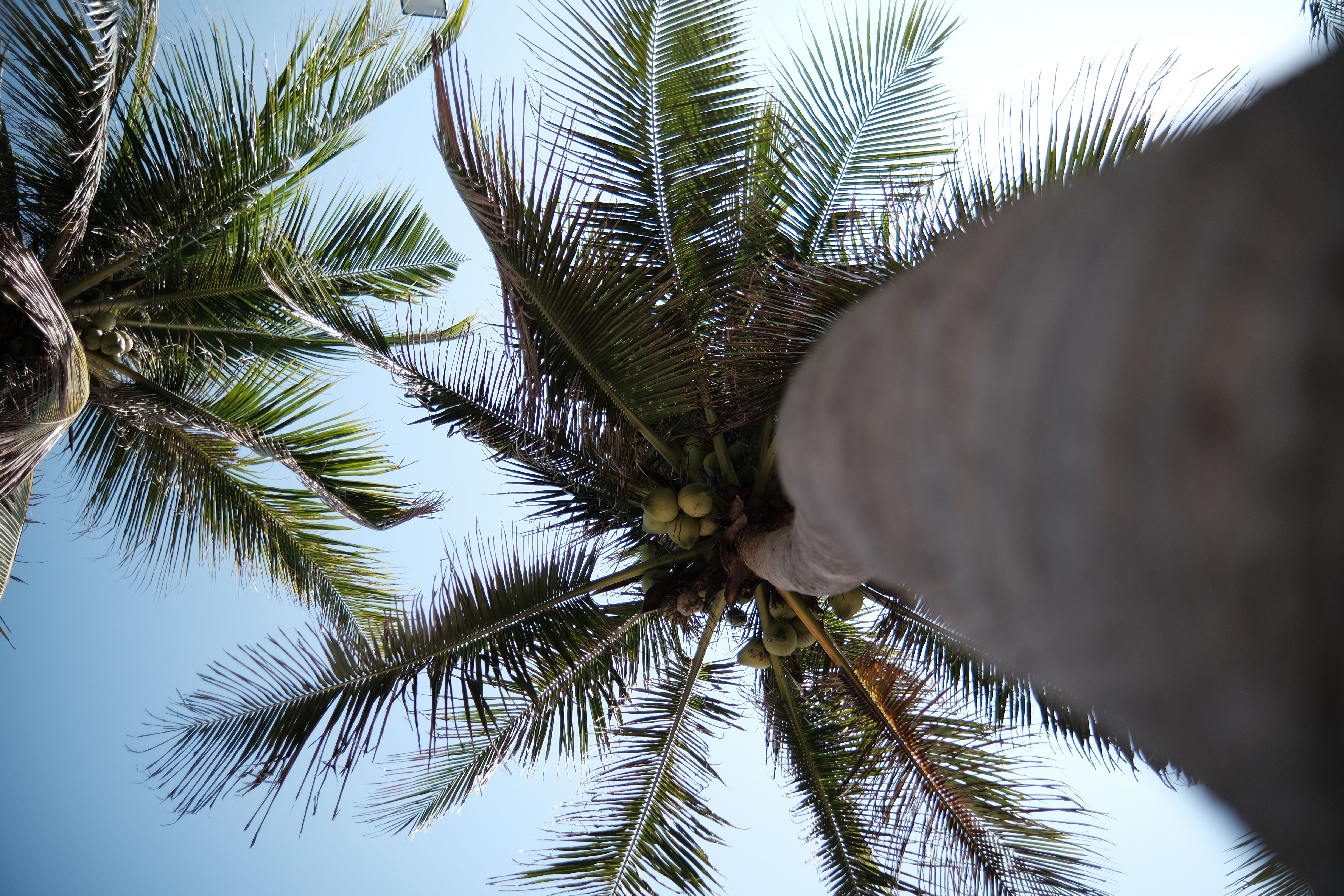 How Many People Die From Falling Coconuts? - Chef's Resource