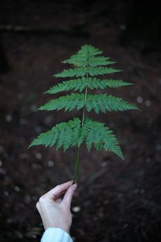 A hand gently holding a vibrant green fern leaf against a forest background.