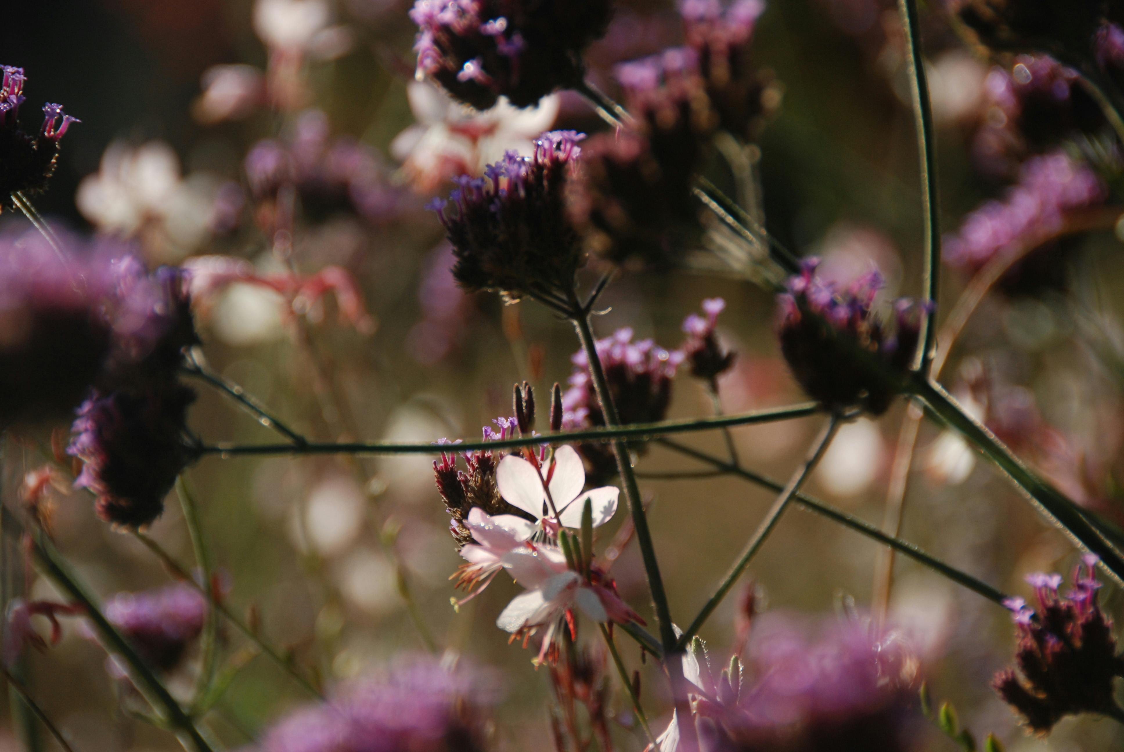 [ColoSach]-beautiful-close-up-of-purple-and-white-wildflowers-blooming-in-a-sunlit-meadow.