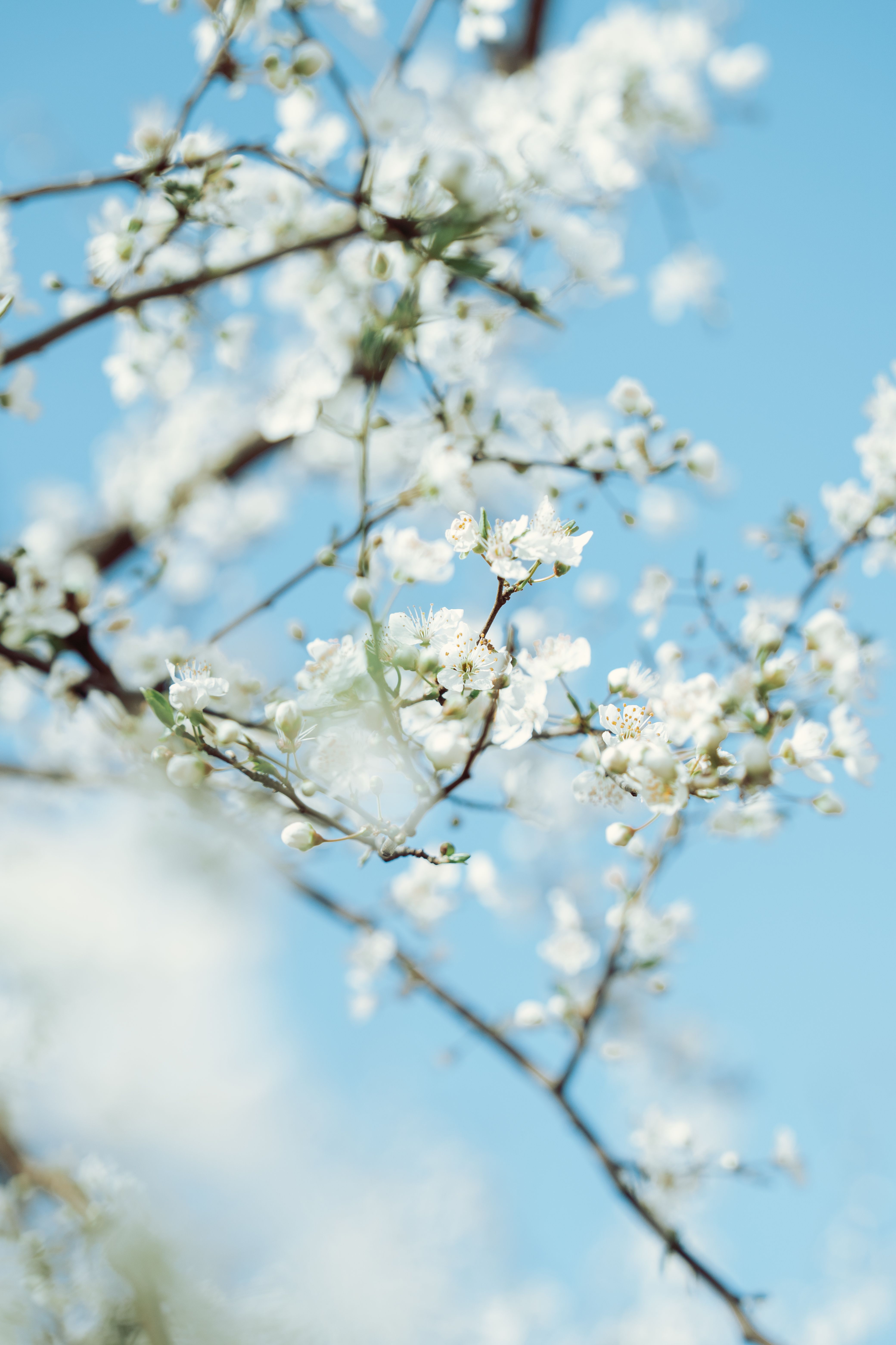 Delicate white cherry blossoms in full bloom against a clear blue sky, capturing the essence of spring.